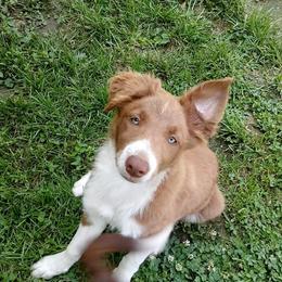 Border Collies from Spice of Life Border Collies