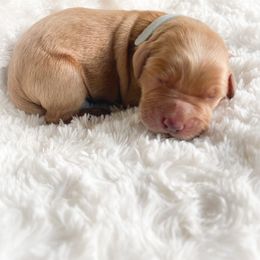 Goldendoodle Puppies from Peachy Doodles