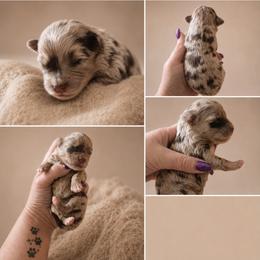 Boy 4, Patch - Merle male Bernedoodle puppy in Delphos, Ohio from Route 66 Poodles & Doodles, Sapphire Shih-tzu's of Ohio