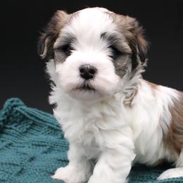 Cavalier King Charles Spaniels, Cavapoos, Havanese, and Havapoos from Grayfinn House