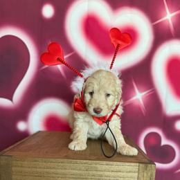 Raphael - Red male Bernedoodle puppy in Winter Garden, Pennsylvania from Bernedoodle Bunch