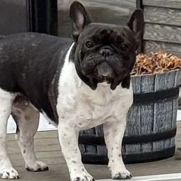 French Bulldogs from Frenchie Loves