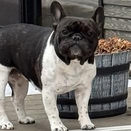 French Bulldogs from Frenchie Loves