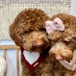 Australian Labradoodle and Labradoodle Puppies from Doodles_Ko
