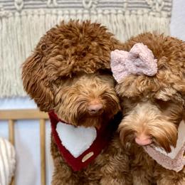Australian Labradoodle and Labradoodle Puppies from Doodles_Ko