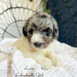 Luna - Merle female Labradoodle puppy in Grove, Oklahoma from Guinn Family Farms