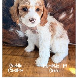 Memphis - Blenheim male Cavapoo puppy in Fort Lupton, Colorado from Puppy Paws Colorado