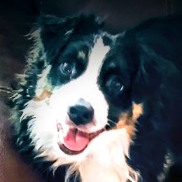 Brenna - Miniature Australian Shepherd
