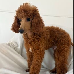 Duke - Red  male Poodle puppy in Vilonia, Arkansas from Donna’s Pretty Poodles