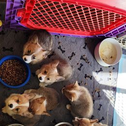 Pembroke Welsh Corgi Puppies from Dellinger's Corgi's