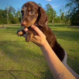 Forest - Dapple male Dachshund puppy in Waycross, Georgia from Willow Run Dachshund’s
