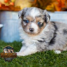 Sarah - Blue merle female Toy Australian Shepherd puppy in Granbury, Texas from Best Little Aussies
