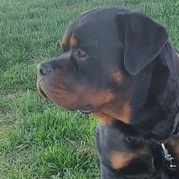 Rottweilers from Cali rottweilers