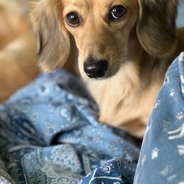 Desa - Dachshund