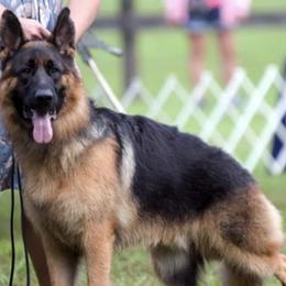 German Shepherds from Becky Fleming's German Shepherds