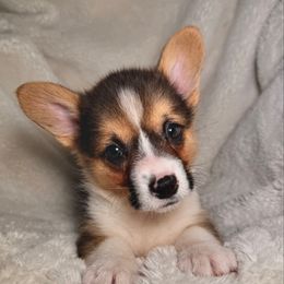Milo - Black and tan male Pembroke Welsh Corgi puppy in Northwood, Iowa from Sorrel Sands Corgis