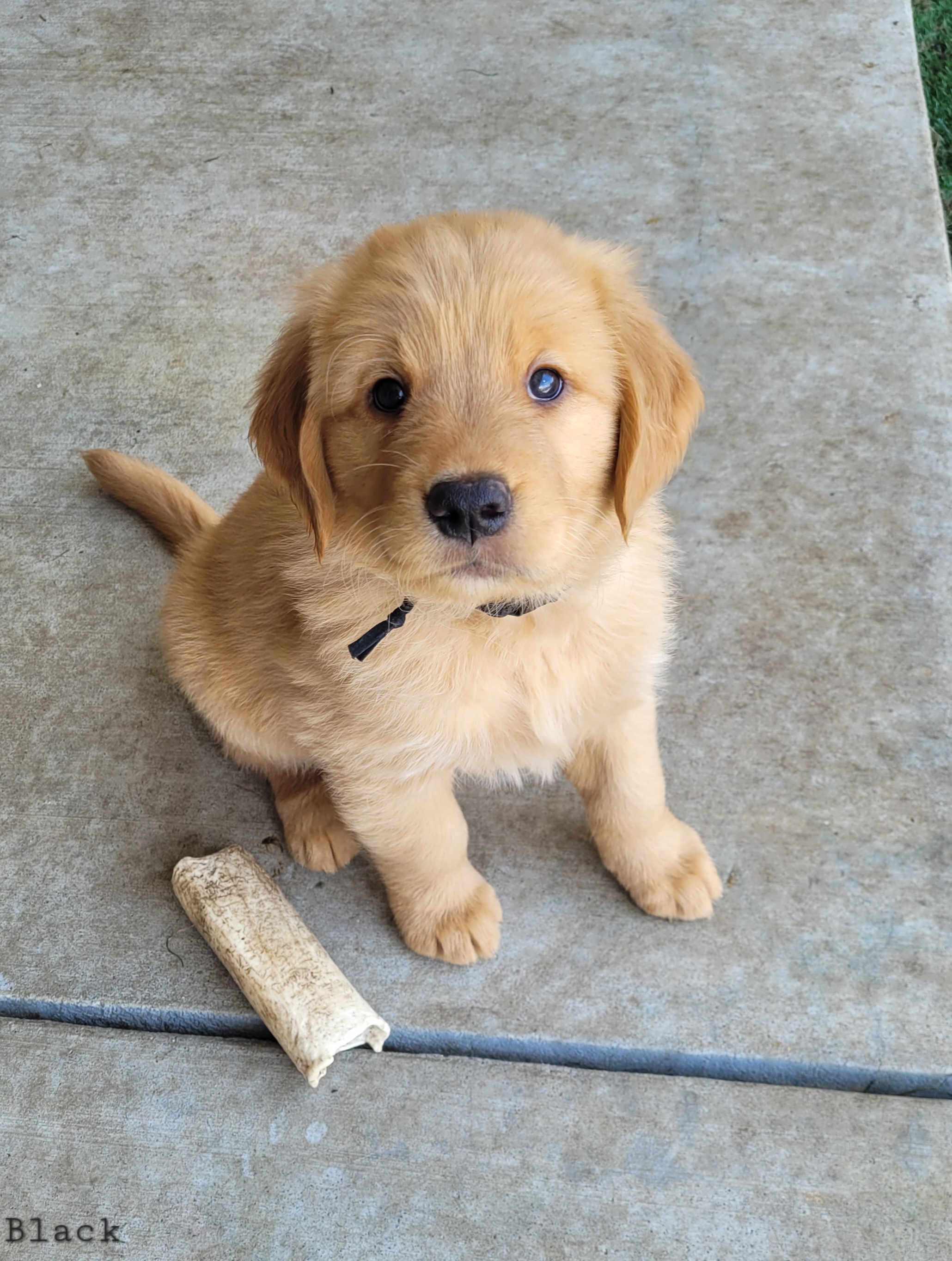 Golden Retriever Puppies from Middlecreek Goldens