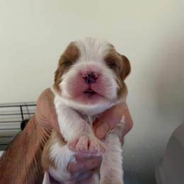 Blenheim boy - Blenheim male Cavalier King Charles Spaniel puppy in Troy, Michigan from Summer Cavaliers