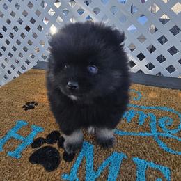 Pomeranian and Pomsky Puppies from Amazing High Desert Pomskys