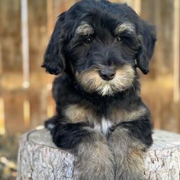 Colorado1 (Green) - male Golden Mountain Doodle puppy in Twin Falls, Idaho from Magic Valley Family Doodles