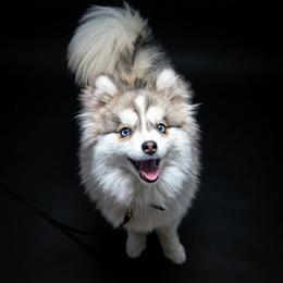 Bagel - Gray and white male Pomsky puppy in Spokane, Washington from Spokane Pomskies