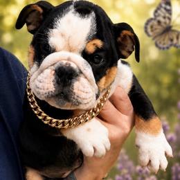 Champion lines, Mr. Mug - Black tri-color male Bulldog puppy in Seattle, Washington from mama Myra bulldogs