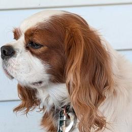 Cavalier King Charles Spaniels, Cavapoos, and Poodles from Puppy Adventures LLC