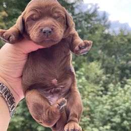 Cavapoo, Maltipoo, and Poodle Puppies from My Sweet Poodles and Doodles