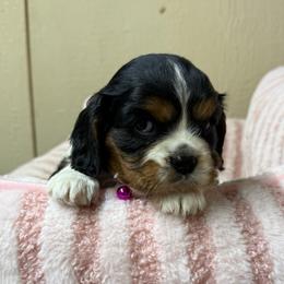 Pearl - Tri-color female Cavalier King Charles Spaniel puppy in Atoka, Oklahoma from Boggy Depot Cavaliers & Friends