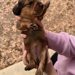 Dachshund Puppies from Cajun Pawfection
