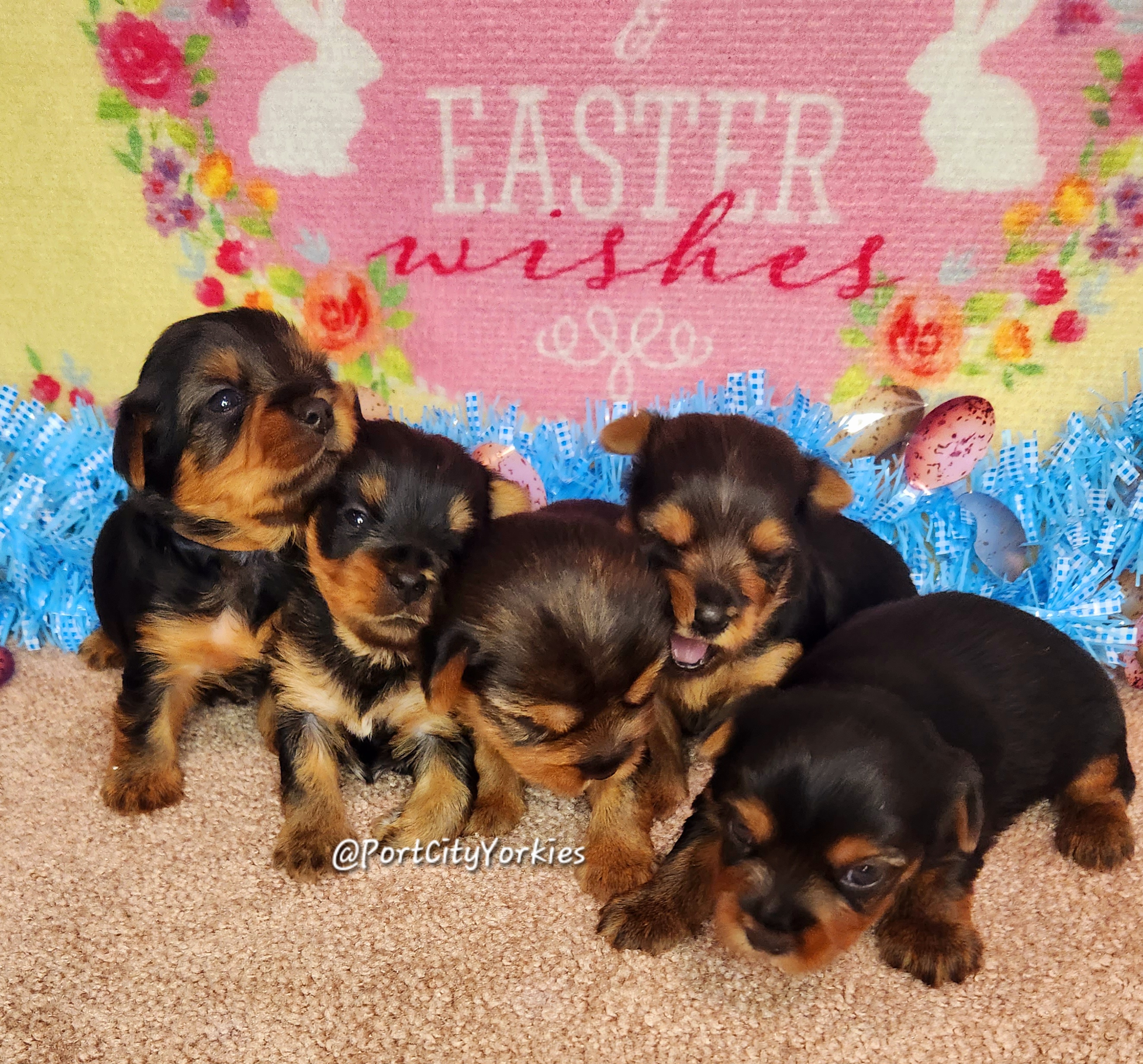 Yorkshire Terrier Puppies from Port City Yorkies LLC