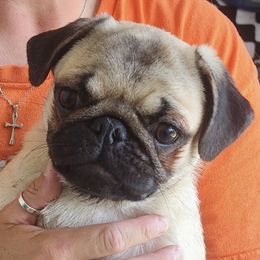 Gretchen - Pug