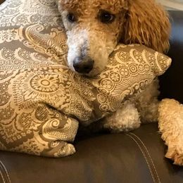 English Springer Spaniels, Poodles, and Springerdoodles from SpringerDoodles at the Beach