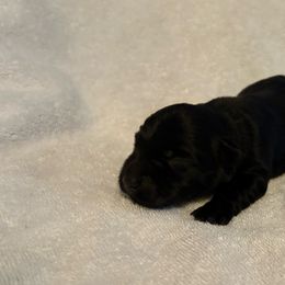 Black female - Black female Scottish Terrier puppy in Acworth, Georgia from English Cream Goldens in Georgia