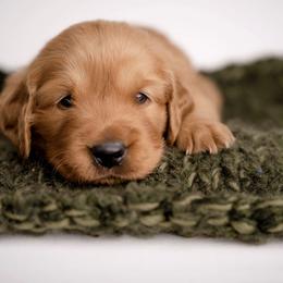 King - Dark golden male Golden Retriever puppy in Buhl, Idaho from Atkinson's Goldens