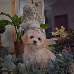 Avery - White and tan female Maltese puppy in Ludington, Michigan from OT Maltese & Co