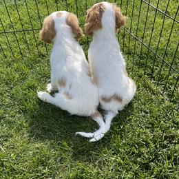 Cavalier King Charles Spaniel Puppies from Rolling Meadows Cavaliers