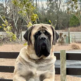 Brick - Mastiff