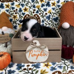 Artemis - Black and white female American Corgi puppy in Waskom, Texas from Piney Woods Corgis