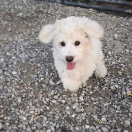 Frosty - Parti male Goldendoodle puppy in Gunnison, Utah from Curls and Camo Pups