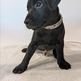 Hoosker Doo - male Patterdale Terrier puppy in Yucaipa, California from Moormont Kennels