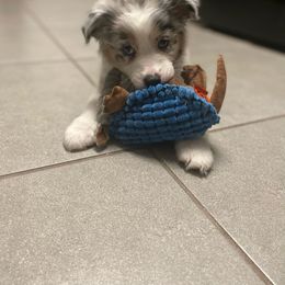 Star - Australian Shepherd