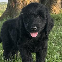 Tarkheena - Black Goldendoodle puppy in Kansas City, Missouri from Beary GoldenDoodles