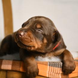 Girl 1 - Red and rust female Doberman Pinscher puppy in Overton, Texas from Obsidian Kennel