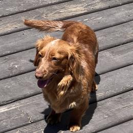 Carney - Dachshund