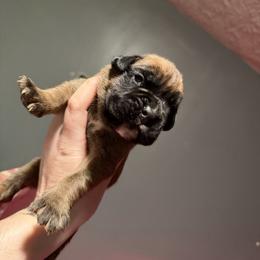 Black - Fawn male Boxer puppy in Louisville, Kentucky from Nelson’s Fancy Frenchies and Bulldogs