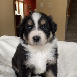 Boy 2 - Australian Shepherd puppy in Stanwood, Michigan from Double T Aussies