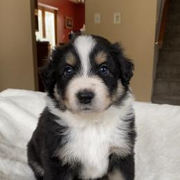 Boy 2 - Australian Shepherd puppy in Stanwood, Michigan from Double T Aussies