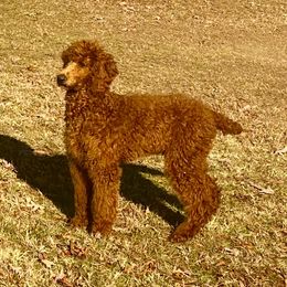 Rusty - Poodle