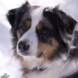 Miniature American Shepherds, Miniature Australian Shepherds, and Toy Australian Shepherds from Fine Hill Miniature Americans